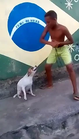 Cachorro dançando