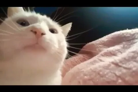 Gato dançando