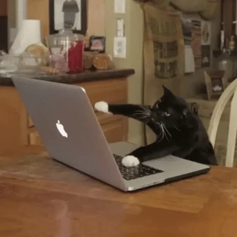 Gato digitando